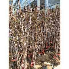 봄바람가든 대추나무 사과대추 접목1년특묘 꼼꼼한포장 대추묘목