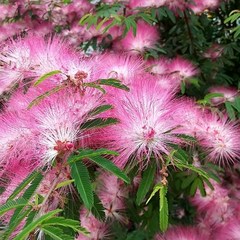 자귀나무 / 여름에피는 부드러운 핑크꽃 예쁜잎 / 정원이나 실내화분 (접2년생), 1개