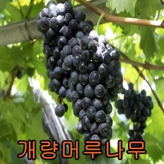 개량머루 결실주1그루, 1개