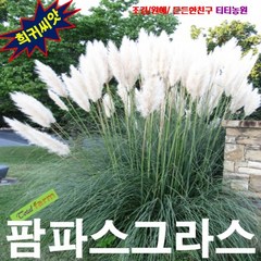 (희귀씨앗) 정원의 포인트 팜파스그라스 흰색 10립, 1개