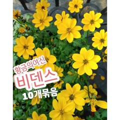 비덴스-10개묶음/샛노란 황금빛으로 피는꽃 바이덴스 비덴스꽃, 10개