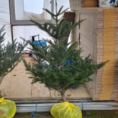 [소나무] 구상나무 150cm 묘목(분) 크리스마스트리 겨울나무, 1개