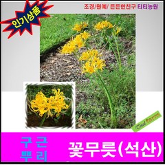 구근(뿌리)-꽃무릇(석산)-옐로우 (희귀종) 5 뿌리