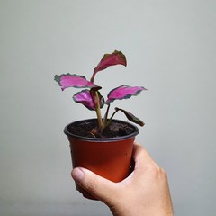 [공룡꽃식물원]칼라데아 로시 수입식물, 1개