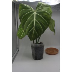 필로덴드론 글로리오섬 화이트베인 - 희귀식물 동동플랜츠 관엽식물, 1개