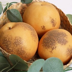 [농부들의수확]새콤달콤 추황배 가정용 5kg 10-15과, 1개