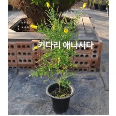 관엽/구근식물 키다리애니시다(화분지름23cm)모종 1개(L0117), 1개