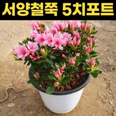 서양철쭉 5치포트 1주 철쭉화분 공기정화 봄꽃 화단 꽃, 1개