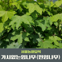서울농원묘목/가시없는엄나무 민엄나무묘목 2년생 두릅나무 전국 식재가능 뿌리묘 특묘, 20~30cm, 1개