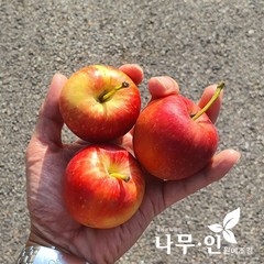 [나무인] 미니사과나무( 루비에스) 결실주 R4, 1개