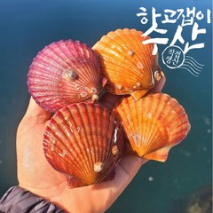 하고잽이수산 통영 세척 제철 홍 비단 가리비, 1개, 3kg