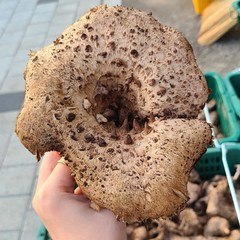 울진 진주농산 국내산 능이버섯 (생 냉동 건조 택1), 건조100g(건능이, 생물 1.2kg 손질), 1개