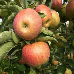 [나무의모든것] 사과나무묘목((부사 홍로 루비에스미니사과 시나노골드), 부사 사과 이중접목묘 2년생상묘, 1개