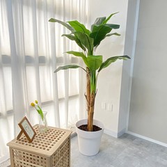[쏘굿] 바나나 인조나무, 2. 바나나나무 250cm, 1개