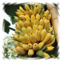 [꽃모종]바나나 : 10cm분, 일반바나나, 1개