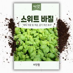 스위트 바질씨앗 /바실 (2000립) 바질키우기, 1개