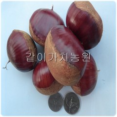 같이가치농원 밤나무 묘목 (옥광) 접목1년특묘, 1개