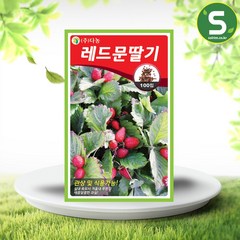 솔림텃밭몰 레드문딸기씨앗 100립 식용 관상용 고급 딸기 씨앗, 1개