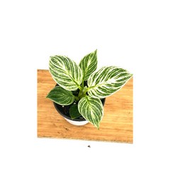 [골든플랜트] 필로덴드론 화이트무늬 버킨콩고 실내공기정화 인테리어식물, 1개