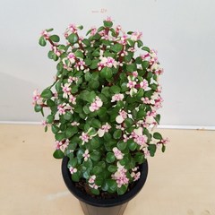 [용이네 화원] 아름답고 사랑스러운 핑크 컬러 아악무 중형 180 화원 농원, 1개