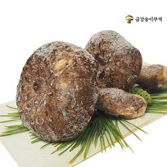 [금강송이무역] 자연산 능이버섯 냉동 [특품], B급 1kg, 1개