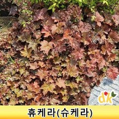 들꽃닷컴]야생화 월동가능 붉은잎바위취 슈케라 휴케라(4치포트) 1개포트, 1개