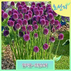 [초선지] 알리움 드럼스틱 Allium Drumstick 야생화 정원, 1개