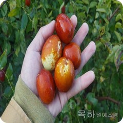 목하원예조경 대추나무 왕대추 대왕대추 (다왕자우) R3결실주, 1개, 혼합색상