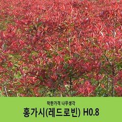 착한가격 나무생각 / 홍가시 / 레드로빈 / 80cm, 1개