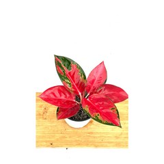 [골든플랜트]아글라오네마 엔젤 (무기물) 태국홍 찐한레드색상 실내공기정화식물, 1개, 찐한레드