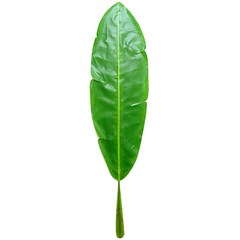 인조 야자수 바나나잎 파초 스프레이 XL 124cm 열대 나무 조경 식물 조화, 1개