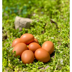 난각번호 1번 무항생제 계란 자연방사 유정란 자유방목 20구, 40구, 1개