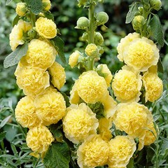 [모야모 꽃씨] 겹접시꽃 노랑(더블옐로우) 10립 씨앗, 1개