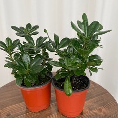 만리향 1+1 온정원 공기정화식물