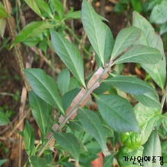 [가산원예조경] 화살나무 3년생 40cm 20주묶음, 1개