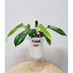 필로덴드론 플로리다 뷰티 바리에가타 +토르컨테이너 Philodendron Florida Beauty var