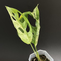 민트 아단소니 바리에가타 몬스테라 알보 무늬 식물 희귀, 1개