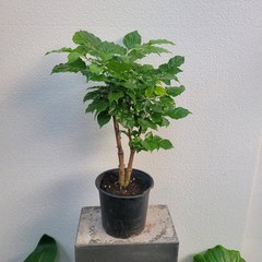 녹보수나무 중품 반려식물 35~60cm 149 (무료배송), 1개, 혼합색상