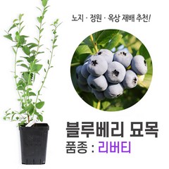 깨비농장 블루베리 나무 묘목 재배 키우기 (품종: 리버티), 혼합색상, 1개