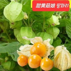 [신중국식품] 땅꽈리 중국땅꽈리 노란땅꽈리, 500g, 1개