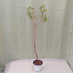 [하늘꽃농원] 구아바나무(중품), 1개, 혼합색상