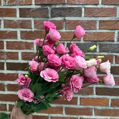 [꽃 마실] 리시안셔스 한다발 생화 5가지 색상 경매한단 (18~20송이), 핑크, 20개
