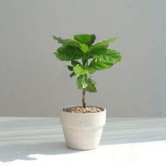 커피나무 화분 감성 플랜테리어 공기정화식물, 2. 커피나무+플라스틱 분(그레이), 1개