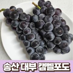 송산 대부 켐벨포도 1kg 국산 농장 산지 직송 캠벨포도 국내산 송산 포도 대부 포도 켐벨 포도 대부도포도 캠밸 포도 경기 화성 송산 안산 대부 대부도, 1박스, 2kg(5~7수)