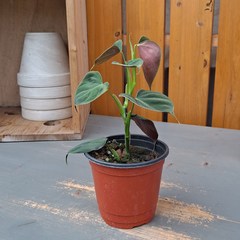 필로덴드론 루피넘(Philodendron lupinum), 1개