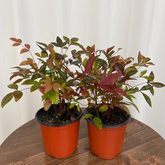 남천 1+1 온정원 공기정화식물