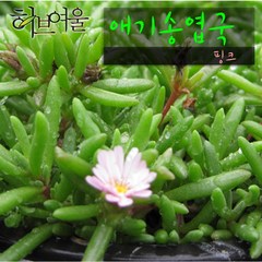 허브여울다육 애기송엽국 핑크 지름 9cm 소품화분, 1개