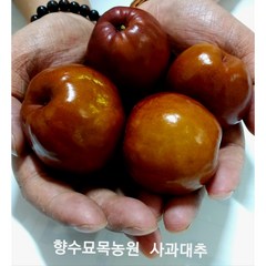 향수팜 사과대추 2년생화분묘, 1개