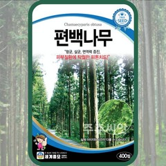 편백나무 씨앗 400립 피톤치드 Chamaecyparis obtusa seed 노송, 1개