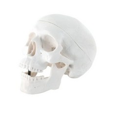 AX076 미니 스컬/ 인체 모형 스컬 해골 두개골 모형 인체 교육 교구 의사 병원 선물 이색 인테리어 치과 카페 소품 장식품, 미니스컬